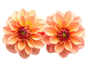 Two close-up blooms of peach and yellow petals with deep burgundy centers