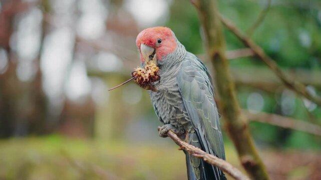 Rare Australian Cockatoo Feeding In Nature