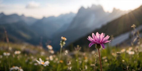 Vibrant mountain flower in natural setting used as a background for text or layout design