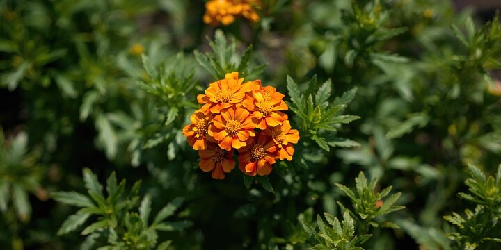 Wooden pathway in a lush summer forest park with trees and grass, serving as a natural background for environmental awareness