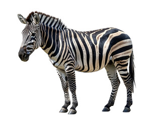 Obraz premium Zebra standing, isolated on white background, transparent PNG