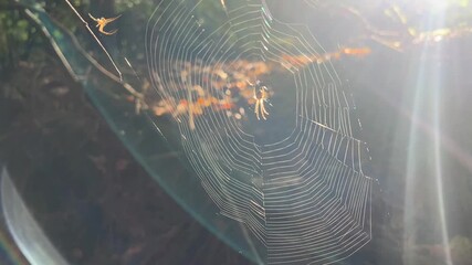A close-up of a spider web covered in dew drops catching the bright rays of the morning sun creating a lens flare and rainbow effect. A spider is visible in the center. - Powered by Adobe