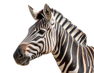 Zebra head profile isolated on white background, transparent PNG