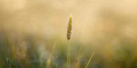 Fototapeta premium Vertical shot of a meadow foxtail on a green blurred background, emphasizing natural growth and environment, summer, Earth Day