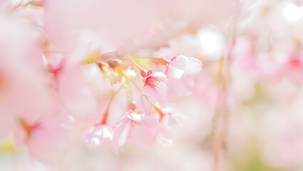 Delicate pink cherry blossoms bloom in soft springtime light beauty