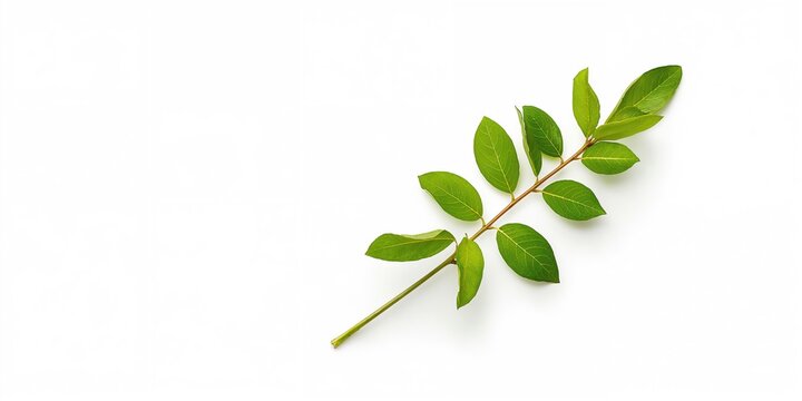 Fresh lemon leaves isolated on white background, used as a natural herb for flavoring and seasoning, culinary ingredient, World Food Day