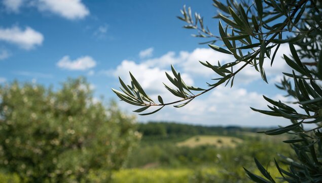 Olive branch set against a vibrant blue sky, symbolizing peace and tranquility