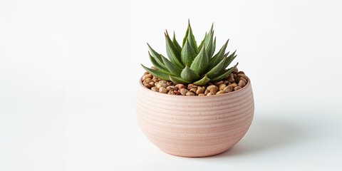 Closeup of a pink rosette aloe in a decorative pot with pebbles, used as a nursery plant for urban gardening