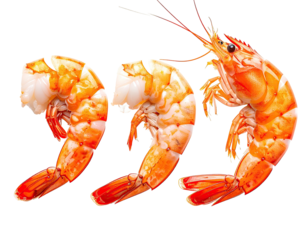 Three cooked shrimp, orange-pink color, arranged on a transparent black background