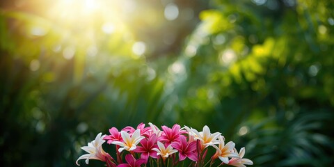 Colorful flowers on a Phuket Island landscape, seasonal bloom display for tourism promotion