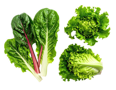 Vivid photo of fresh, diverse leafy green vegetables isolated on black backdrop - Powered by Adobe
