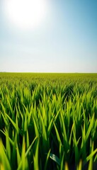 Obraz premium Lush green grass field stretching to the horizon under a bright sky, garden, wild