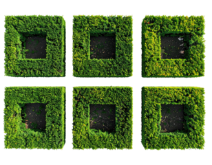 Six square topiary hedges with square voids, overhead view, on black background