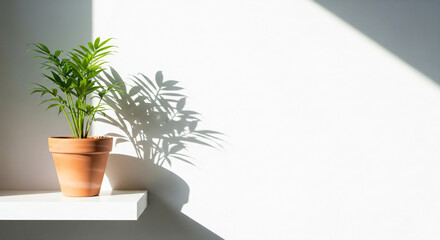 Fresh, vibrant plant on a white shelf against a white wall