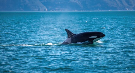 Fototapeta premium Orca or killer whale, Orcinus orca, swimming in open water, marine life conservation awareness