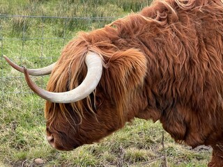 Close up of wild Highland cattle the beautiful  single cow with large twisted horns and chesnut ginger long haired coat on roadside grazing grass in stunning Isle of Mull mountain landscape