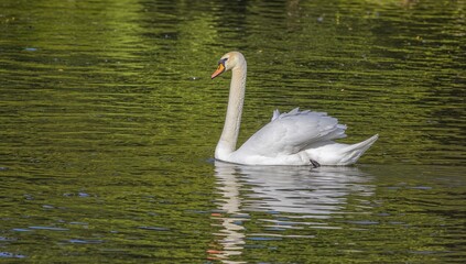 Naklejka premium Swan gracefully moving across the water, showcasing tranquility