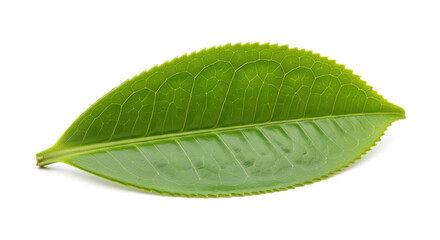Fototapeta premium Single Green Tea Leaf Isolated on White Background 11.