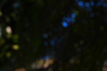 Abstract dark foliage bokeh with hints of blue and golden light creating a mysterious natural scene