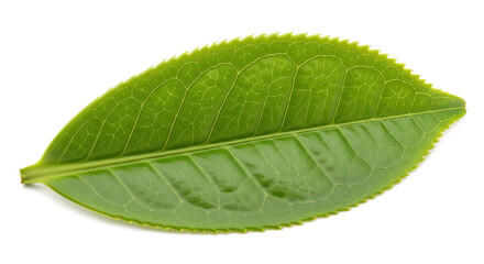 Obraz premium Single Green Tea Leaf Isolated on White Background 18.
