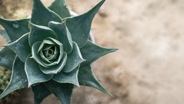 Top-down view of aloe polyphylla, emphasizing its spiral leaf pattern for botanical study
