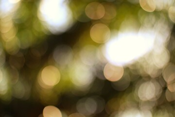 Sunlight filtering through lush green foliage creating a bokeh effect with golden hues