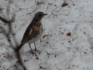 beautiful bird on the snow
