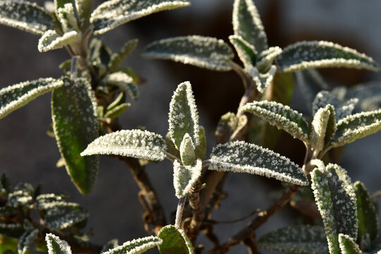 hoarfrost on sage in winter