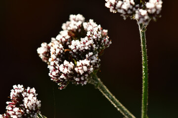 hoarfrost on flowers of a thistle in winter