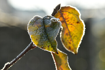 hoarfrost on leaf in winter