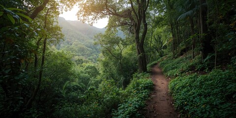 Trekking trail through dense tropical rainforest on a jungle landscape, emphasizing preservation awareness