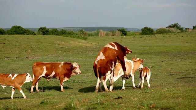 Brown Cows Grazing In Lush Meadow