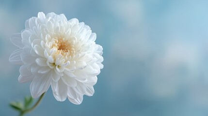White flower background