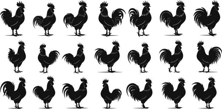 Rooster silhouette collection, black chicken shapes, farm animal icons, poultry vector set, rural bird poses, graphic clipart for design, agriculture themes