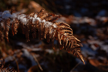 felce secca con ghiaccio