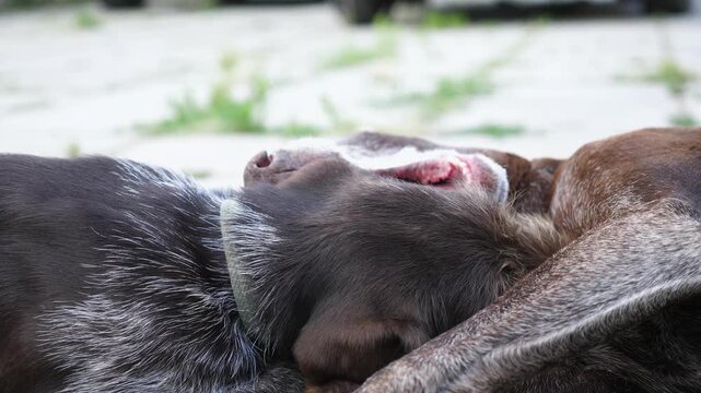 Pretty german shorthaired and wirehaired pointer dogs playing with each other in home yard. Cute brown kurzhaar and drahthaar doggy having fun in house courtyard. Concept of love for animals. Slow mo