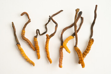 Cordyceps sinensis or Ophiocordyceps sinensis isolated on white background, mushroom herb treatment medicine.