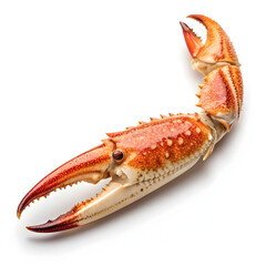A single raw crab claw is isolated on a white background, highlighting its freshness, texture,