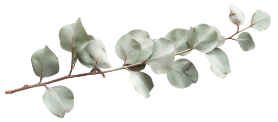 A eucalyptus branch features small, soft green leaves arranged along a slender stem. It has a transparent background, highlighting the natural beauty and details of the leaves clearly