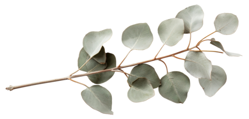 A eucalyptus branch with small, round leaves is displayed in a cut-out style on a transparent background, perfect for various design projects and natural themes