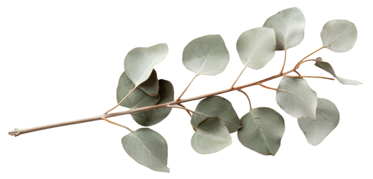 A eucalyptus branch with small, round leaves is displayed in a cut-out style on a transparent background, perfect for various design projects and natural themes - Powered by Adobe