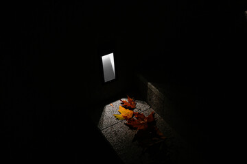 Autumn leaves on the evening street