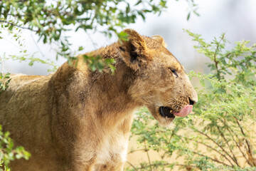 Portrait of a Lion licking in Okavango delta in Moremi Game Reserve, Botswana