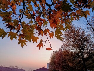 Autumn trees in the park, Amazing nature, Sunset