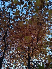Autumn leaves in the sky