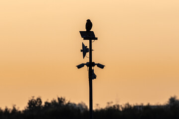 Sylwetka ptaka drapieżnego siedzącego na słupie z kamerami monitoringu i panelem słonecznym na tle złotego zachodu słońca.