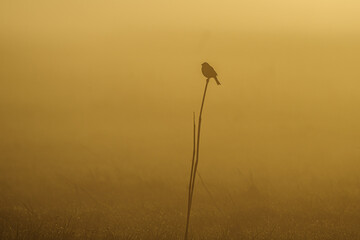 Potrzeszcz śpiewający na gałązce o wschodzie słońca w gęstej mgle na łące, złota godzina © Henryk Niestrój