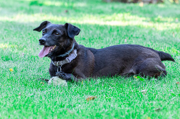 Czarny pies leżący na zielonej trawie w ogrodzie z piłką tenisową, radosny kundelek odpoczywający na trawniku w słoneczny dzień © Henryk Niestrój