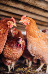 A group of red-feathered chickens in a special pen, poultry farm, poultry, agriculture.