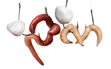 enticing fishing bait assortment featuring worms, artificial eggs, and maggots, designed to attract a variety of fish species in freshwater environments